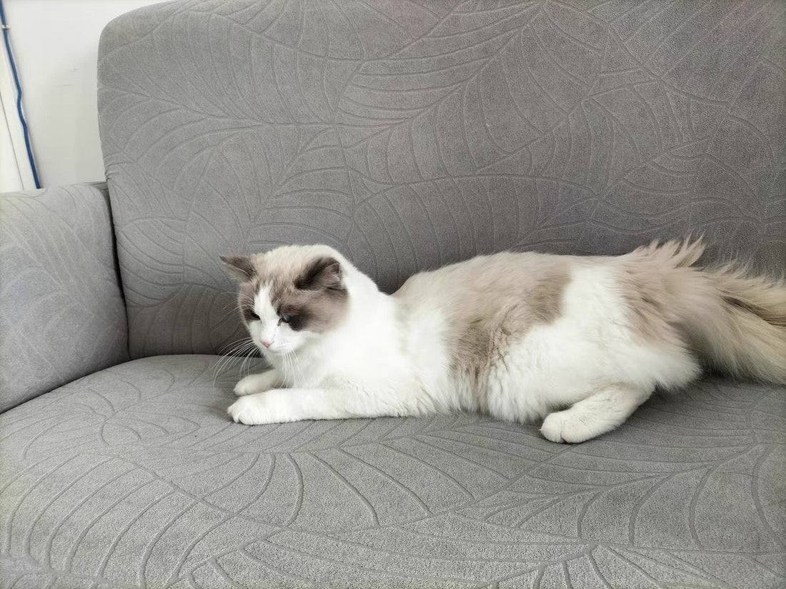 Best Couch Covers for Homes with Pets - Cozee Spaze