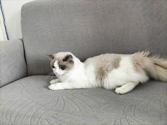 Best Couch Covers for Homes with Pets - Cozee Spaze